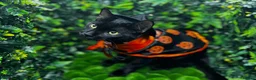 Egyptian Mau cats for sale: TICA Registered Smoke Egyptian Mau last 2 females  - Advert 13