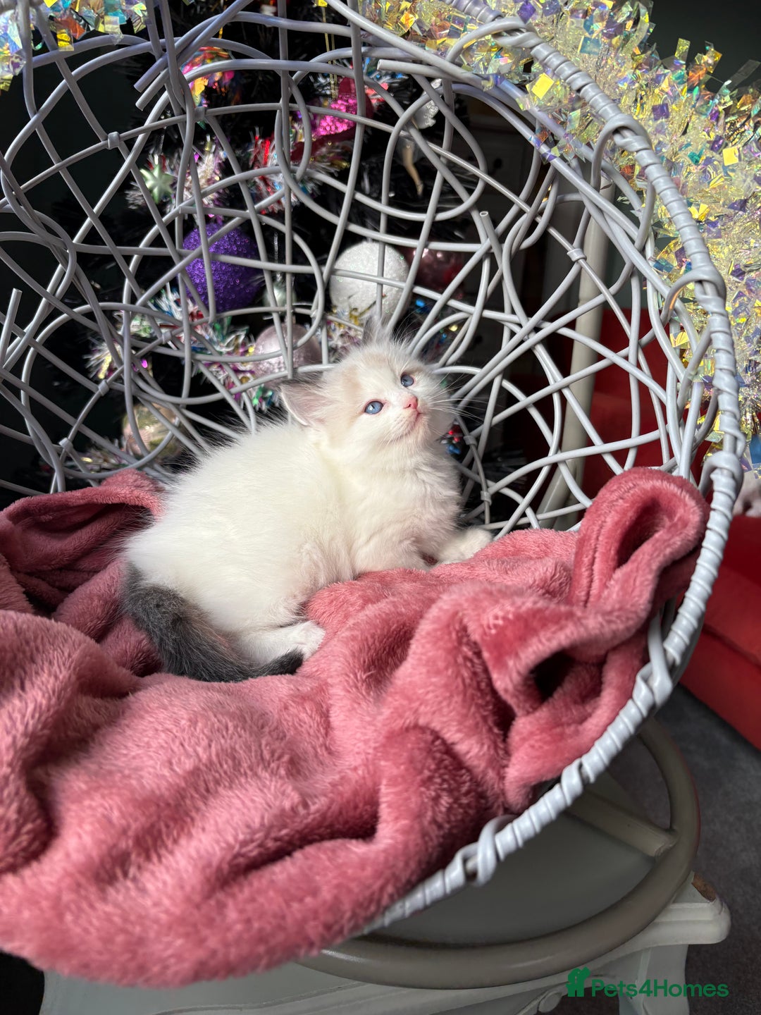 Ragdoll cats for sale: TICA Pedigree Bicolour Ragdoll kittens - Advert 15