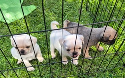Pug dogs for sale: 3rd generation pug puppies  - Image 1