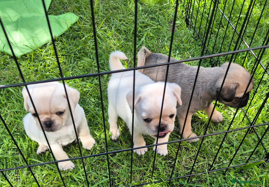 Pug dogs for sale: 3rd generation pug puppies  - Image 1
