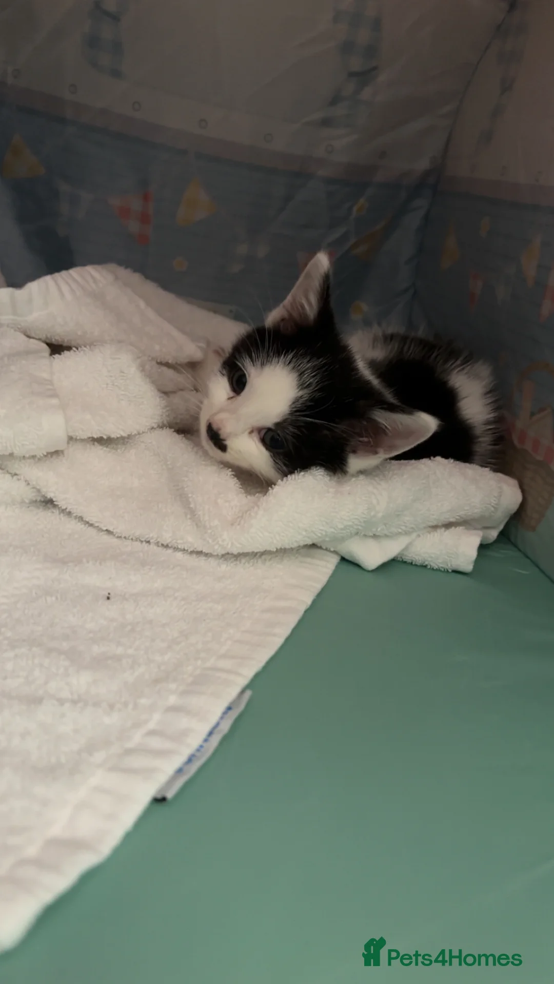 Mixed Breed cats for sale: Kittens for forever homes  - Advert 2