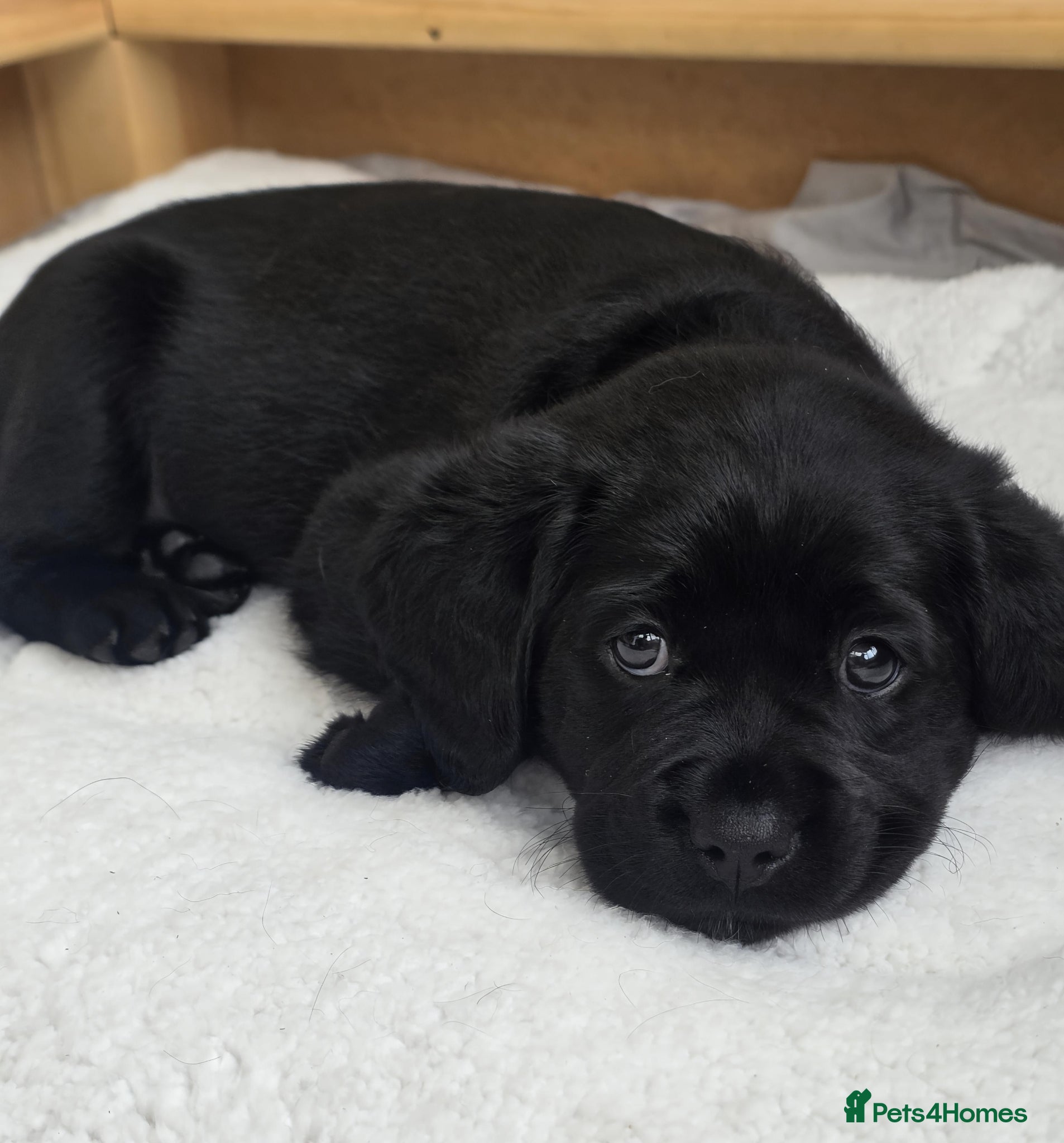 Mixed Breed dogs for sale: Cavador! Rare Ready 2 leave. 1 beautiful boy left. - Advert 14