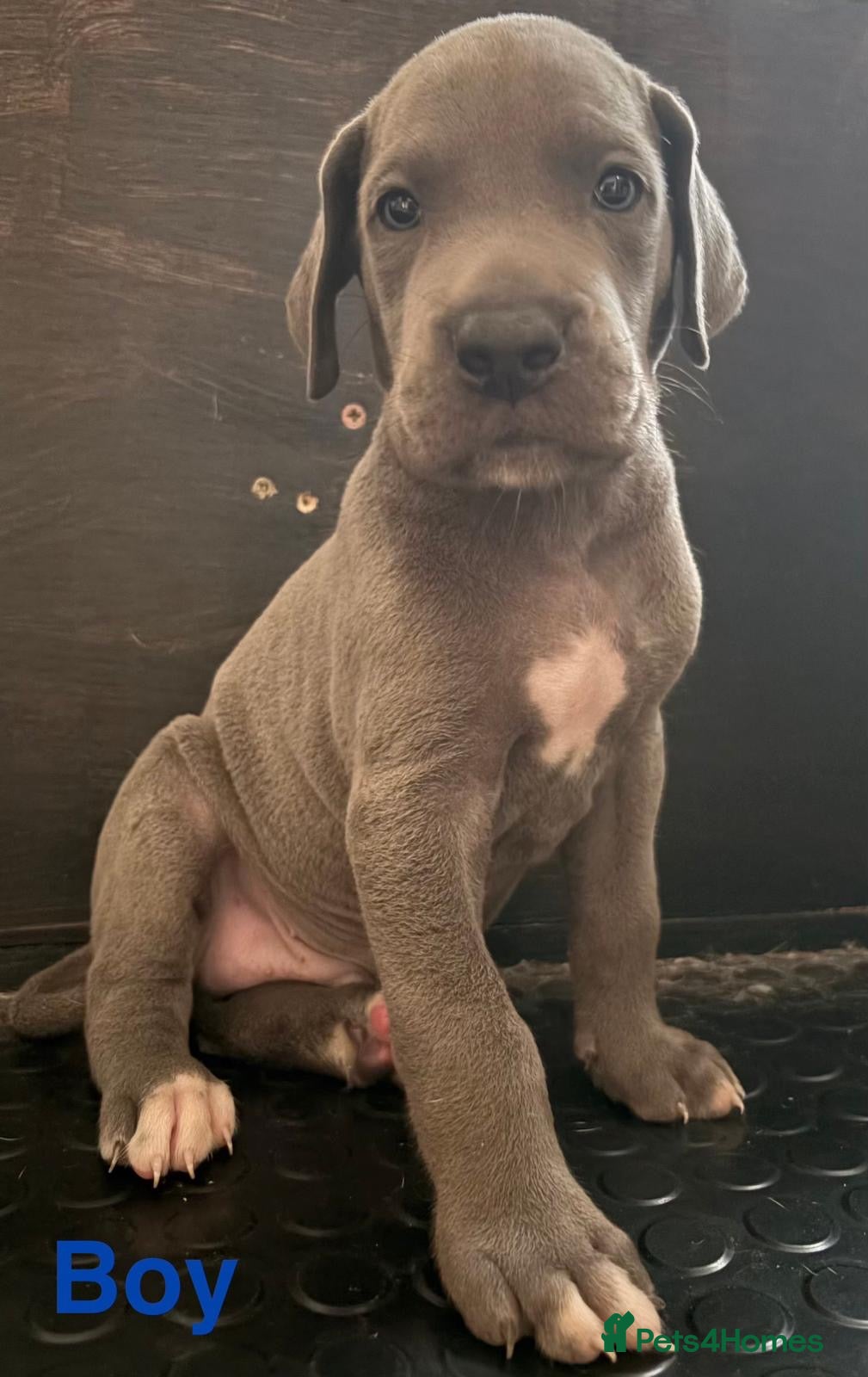 Great Dane dogs High Quality Great Dane Puppies - Advert 2