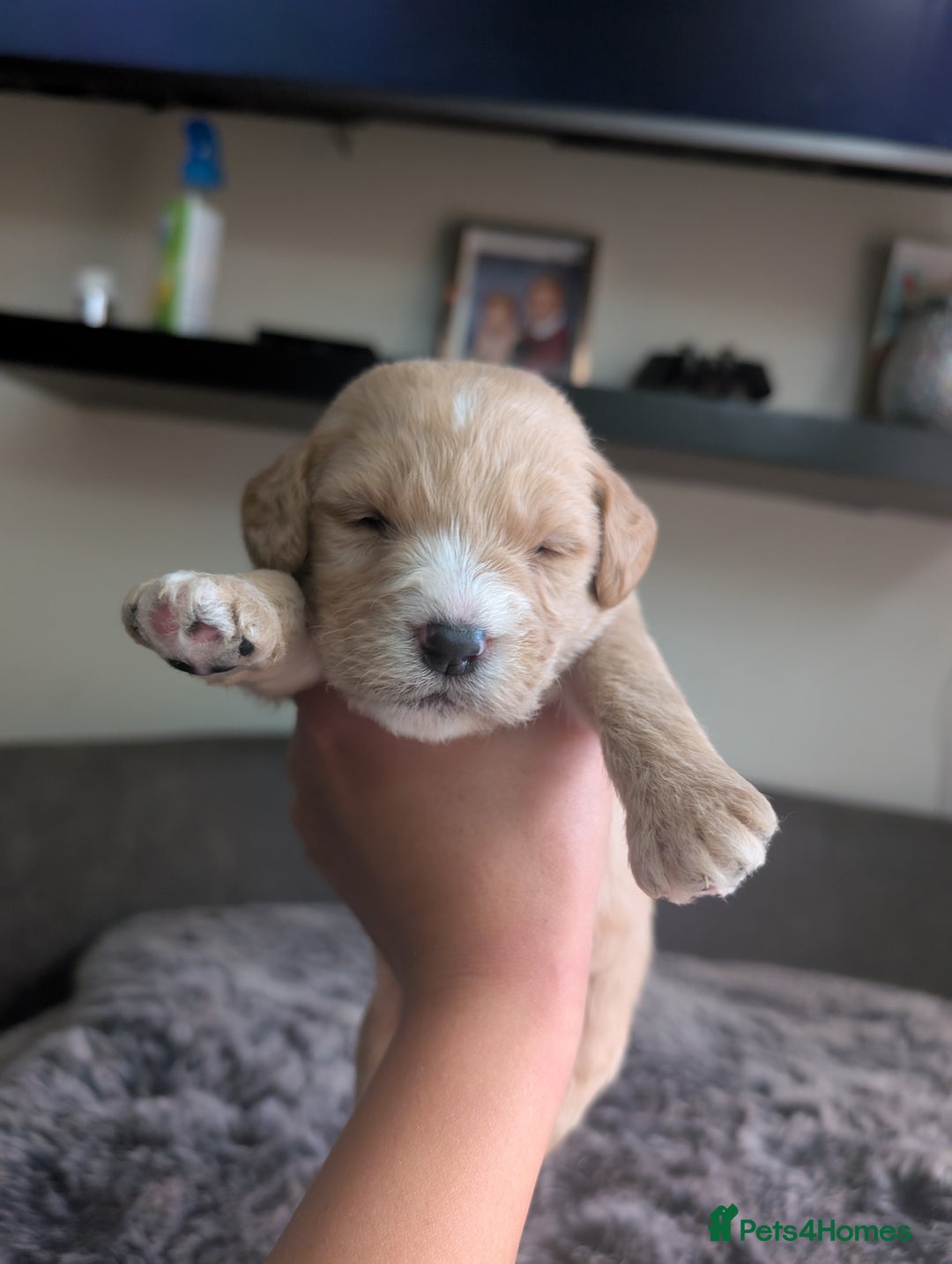 Labradoodle dogs for sale: F1 Labradoodle puppies  - Image 1
