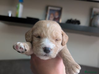 Labradoodle dogs - Advert 3