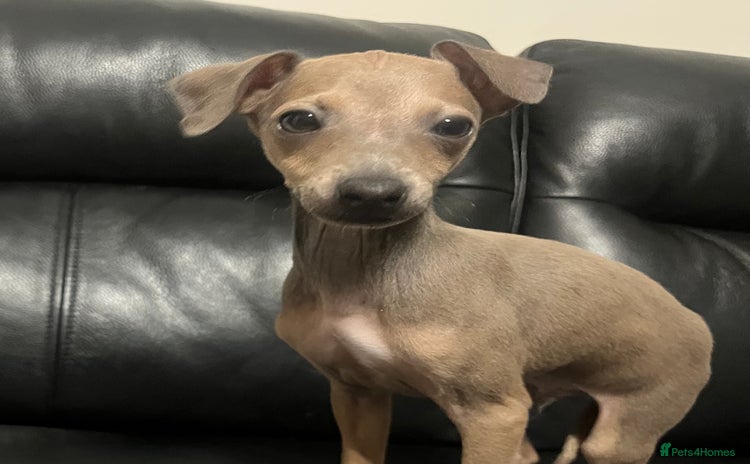 Italian Greyhound dogs - Advert 4