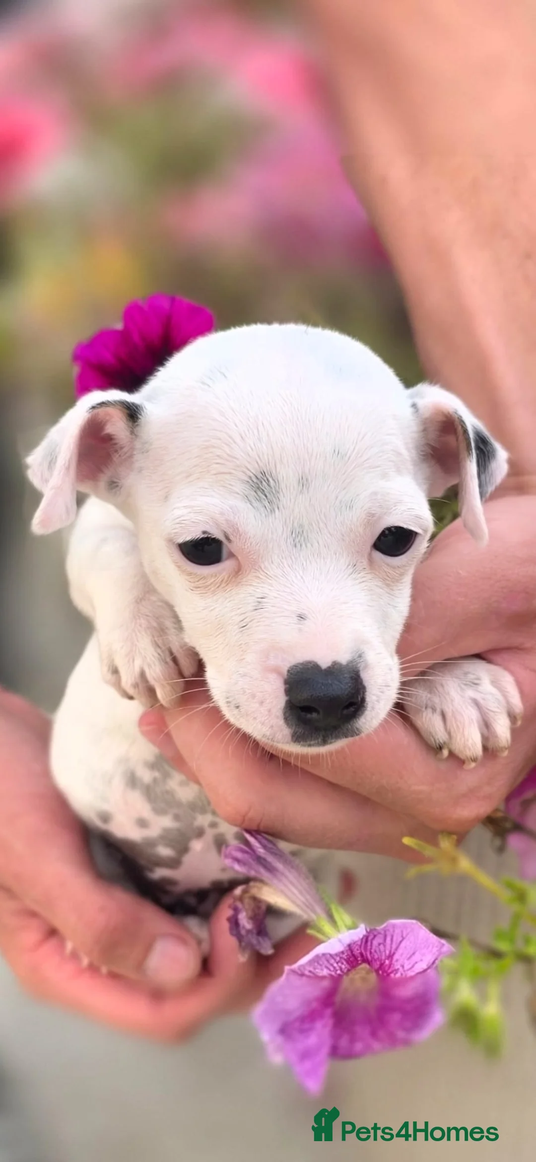 Jack Russell dogs for sale: Jack Russell pups in Maidstone - Advert 2