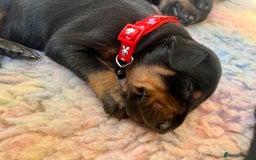 Dobermann dogs for sale: KC registered health tested Doberman puppies - Image 6