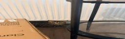 British Shorthair cats for sale: Adorable male tabby cat - Advert 5