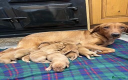 Labrador Retriever dogs for sale: Gorgeous KC Red Labrador Pups - Image 6