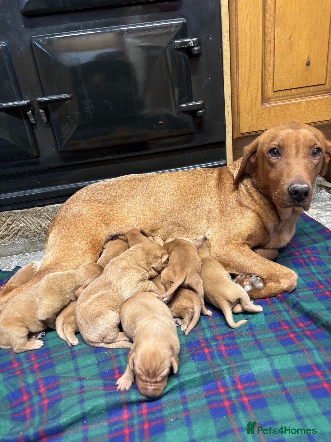 Labrador Retriever dogs for sale: Gorgeous KC Red Labrador Pups - Image 6