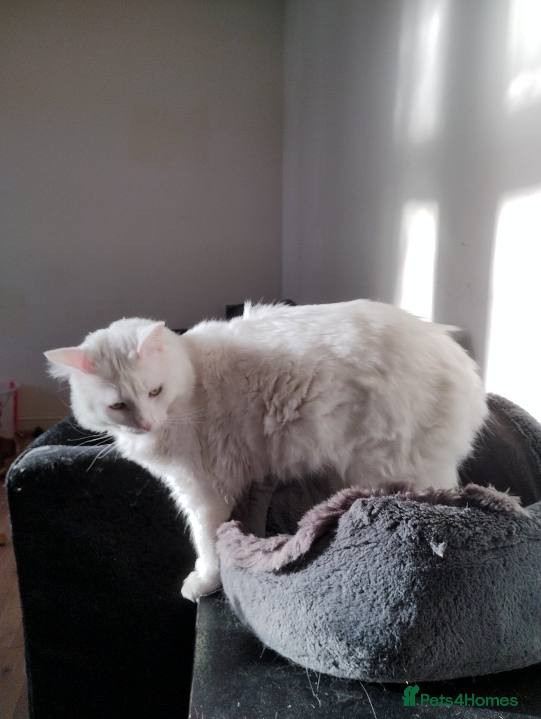 Turkish Angora cats for sale: 1 WHITE TURKISH ANGORA BOY - Advert 6