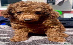 Toy Poodle dogs for sale: STUNNING TOY POODLES KC REG HEALTH TESTED  - Image 16