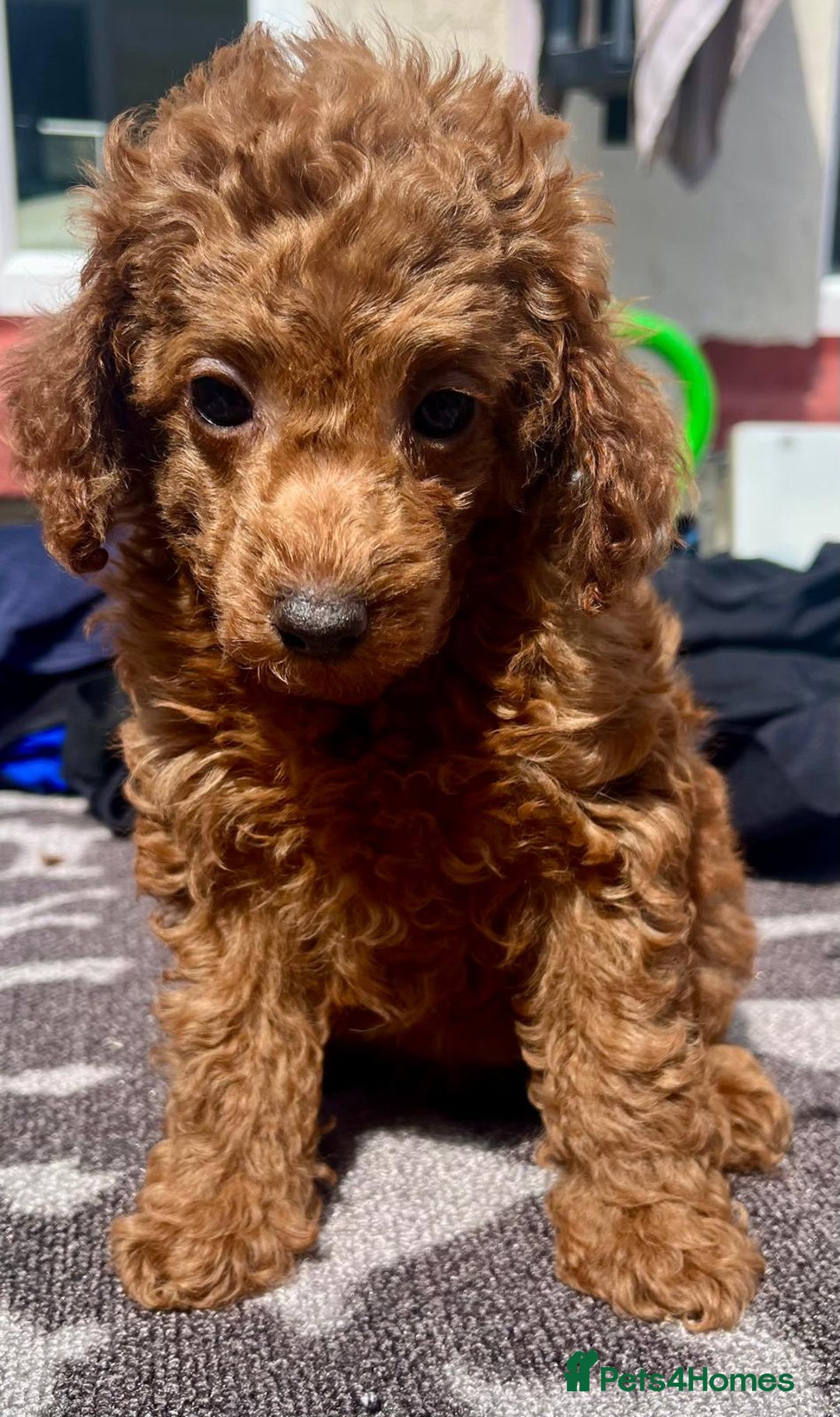 Toy Poodle dogs for sale: STUNNING TOY POODLES KC REG HEALTH TESTED  - Image 16