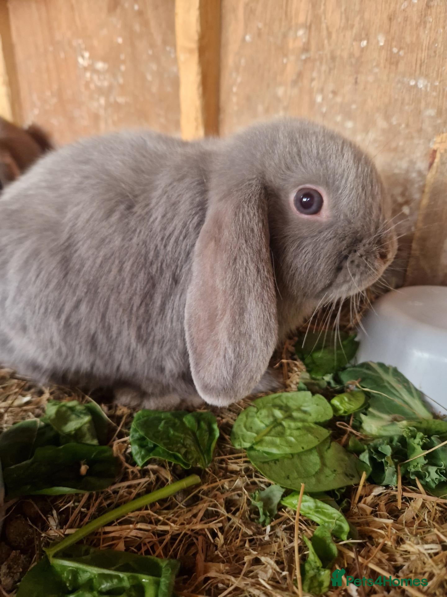 Mini Lop rabbits Baby Mini Lops - Advert 15
