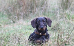 Dachshund dogs for sale: Wire haired Teckel puppies  - Advert 13