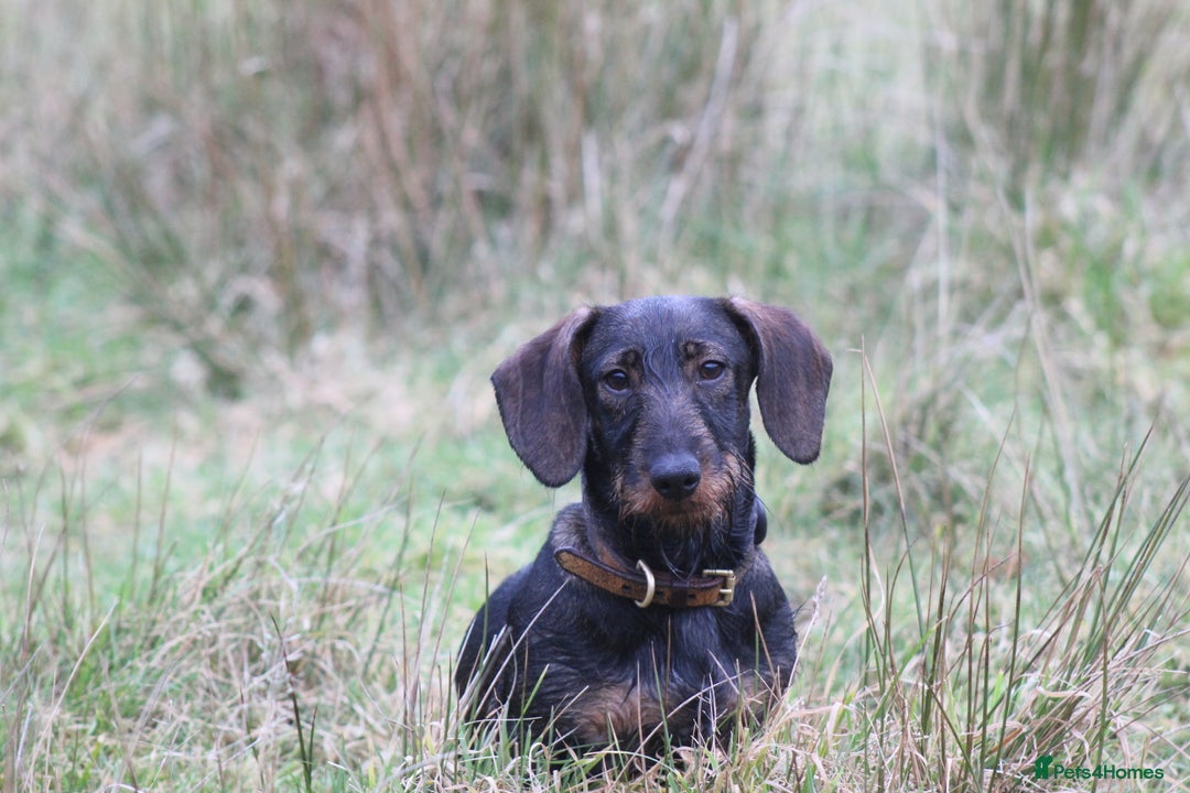 Dachshund dogs for sale: Wire haired Teckel puppies  - Advert 13
