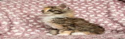 Maine Coon cats for sale: Beautiful Maine Coon Kittens - Advert 11