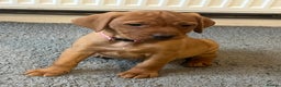 Mixed Breed dogs for sale: HUNGARIAN VIZSLA x FOX RED LABRADOR  - Advert 19