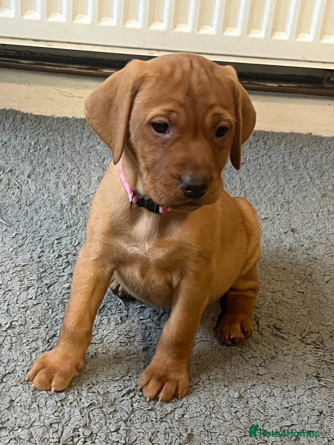 Mixed Breed dogs for sale: HUNGARIAN VIZSLA x FOX RED LABRADOR  - Advert 19