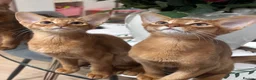 Abyssinian cats for sale: 2 Beautiful Abyssinian girls 😍 - Advert 10