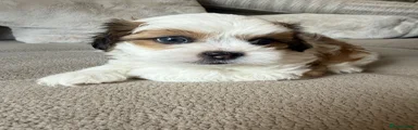 Lhasa Apso 3