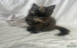 Maine Coon cats for sale: TICA REGISTERD MAINCOON KITTEN’S ⭐️ - Image 29