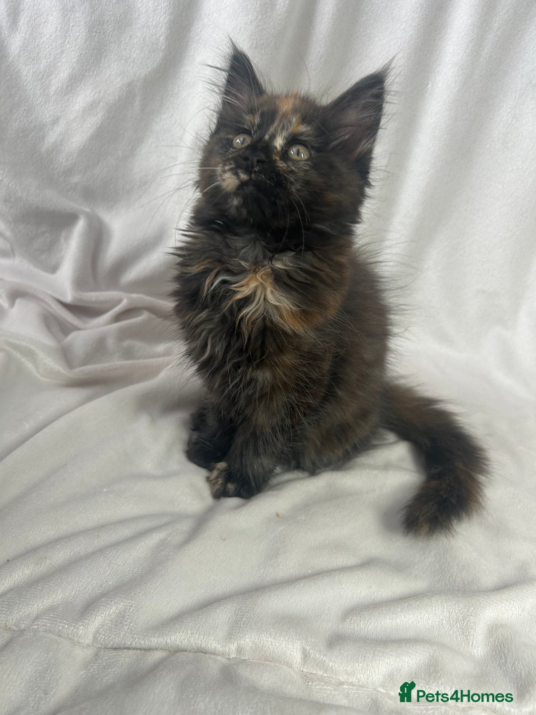 Maine Coon cats for sale: TICA REGISTERD MAINCOON KITTEN’S ⭐️ - Image 29
