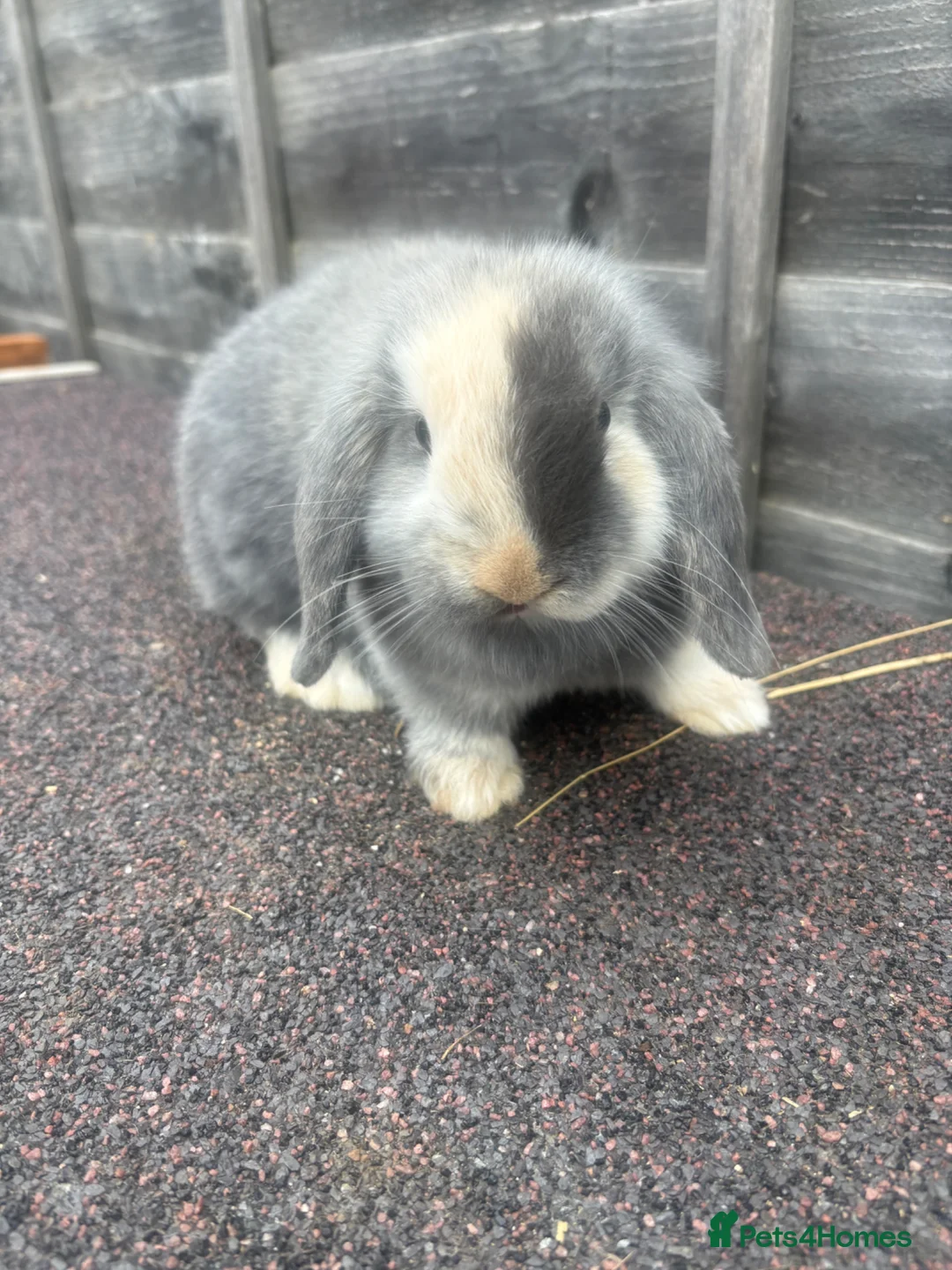 Mini Lop rabbits for sale: Mini lop Doe - Advert 1