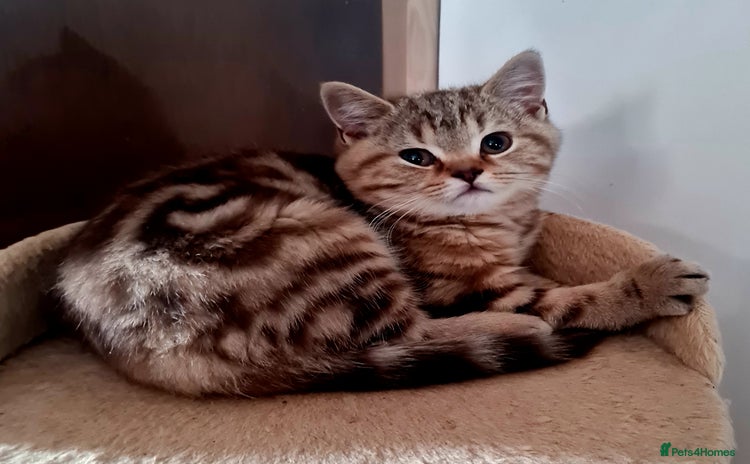 British Shorthair cats - Advert 1
