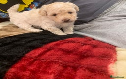 Maltipoo dogs for sale: Stunning maltipoo puppy for sale  - Advert 4