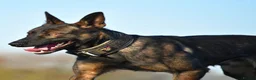Belgian Shepherd Dog dogs for sale: EXCEPTIONAL WORKING LINE SHEPHERDS! - Advert 8