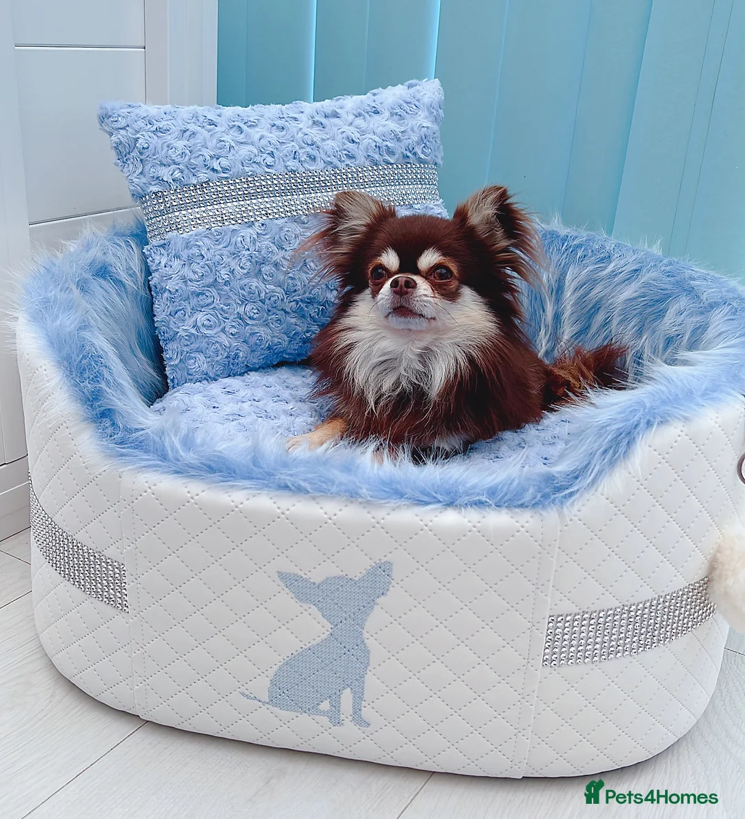 Chihuahua dogs for stud: Thailand imported chihuahua boy stud only in Doncaster - Advert 10