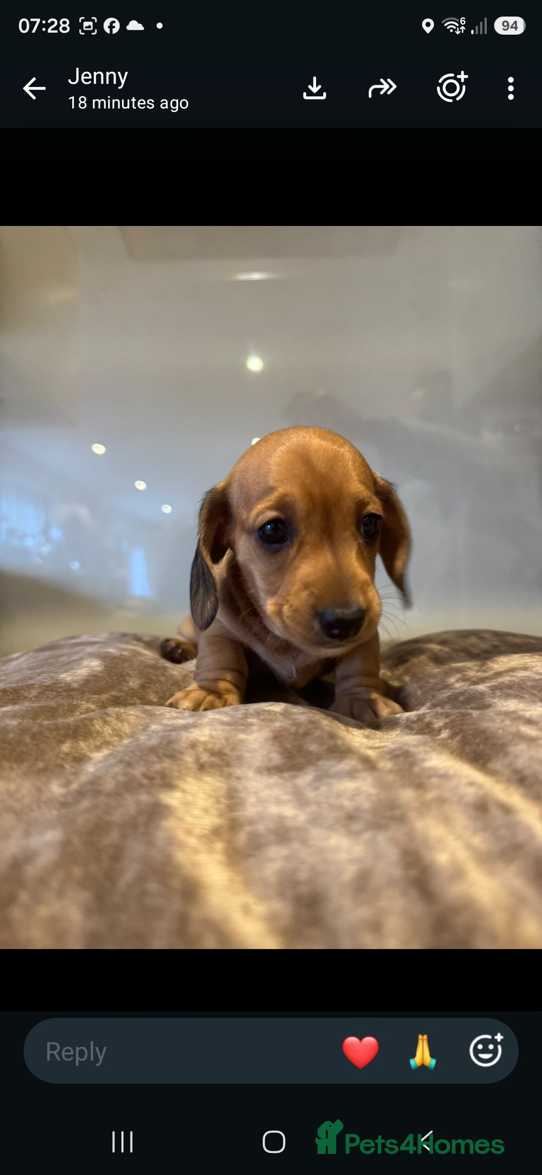 Dachshund dogs 🐾 3 Stunning Dachshund Puppies – Loving Homes ❤️ - Advert 2