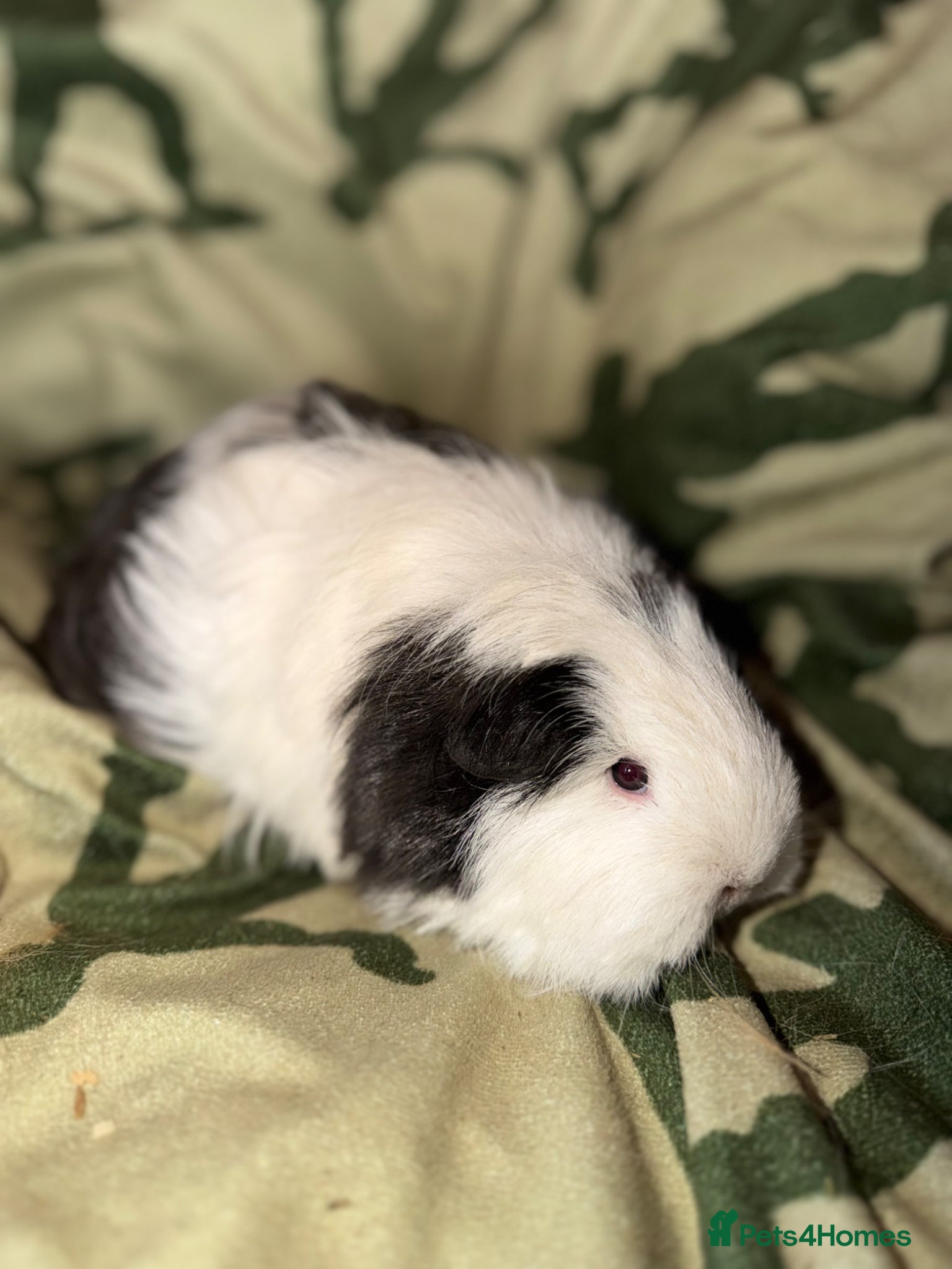 Guinea Pig rodents Baby guinea pigs. Also young sows and boys  - Advert 4