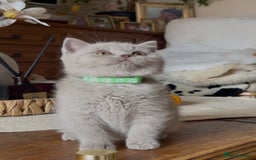 British Shorthair cats for sale: Beautiful Lilac BSH champion Line kittens - Image 28