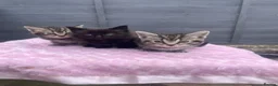 Mixed Breed cats for sale: 2 females 1 male kittens ready now  - Advert 3