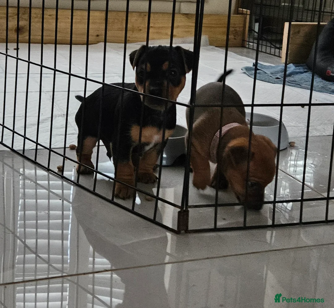 Jack Russell dogs for sale: Gorgeous Jack Russell pups ready to reserve - Advert 5