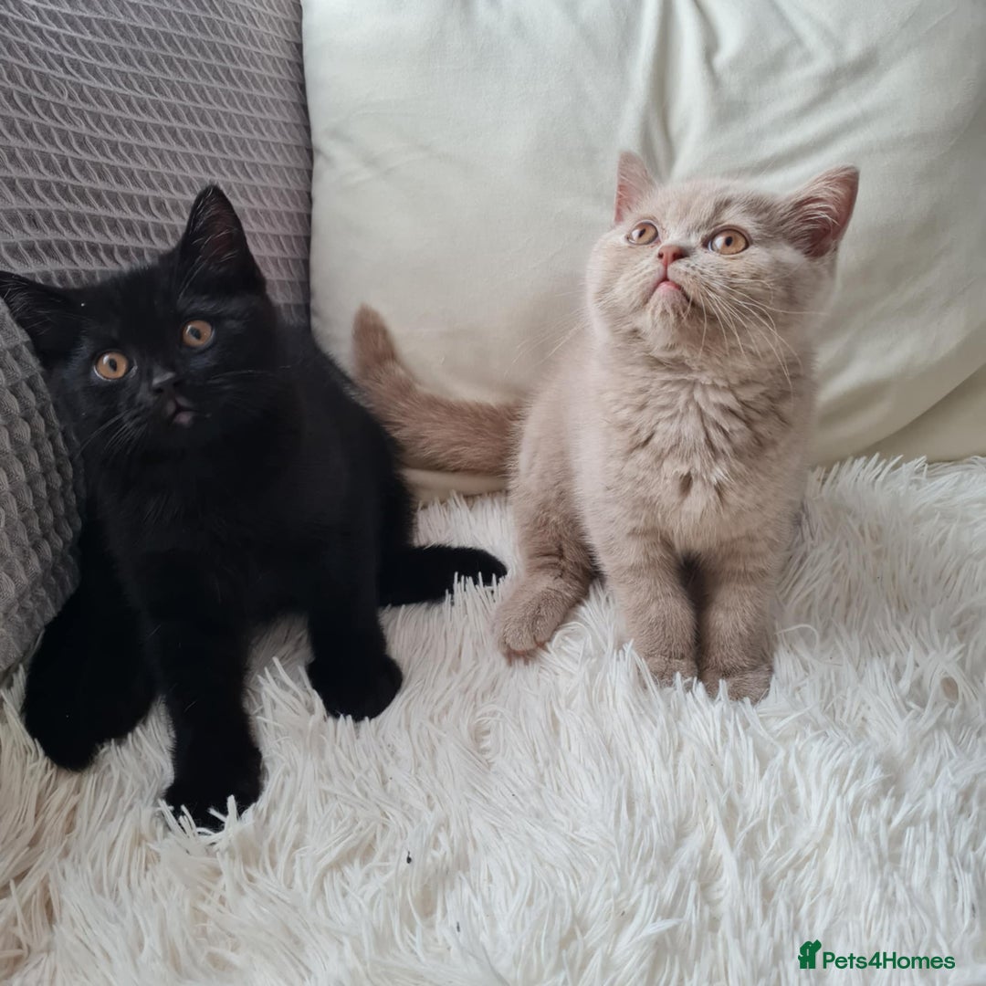 British Shorthair cats for sale: Urgently  - Image 3