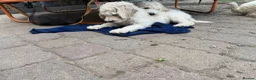 Standard Poodle dogs for sale: 🥇 White KC Standard Poodle Puppies – Ready Now ✨ - Advert 14