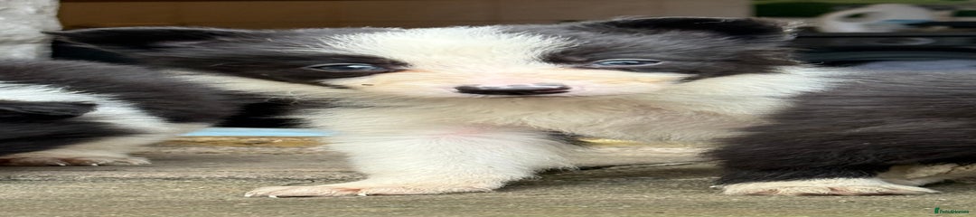 Border Collie Puppy 3