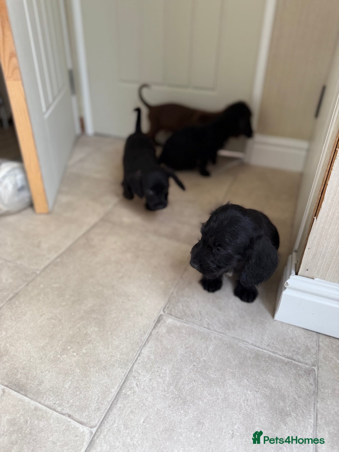 Doxiepoo dogs for sale: Daxi poos - Image 11