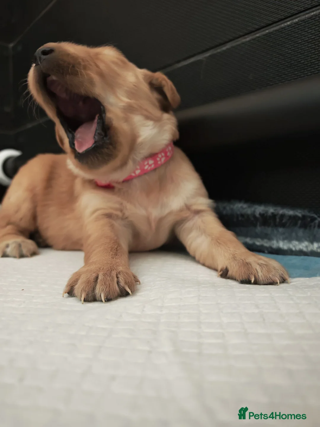 Golden Retriever dogs for sale: READY TO RESERVE  in Bradford - Advert 26