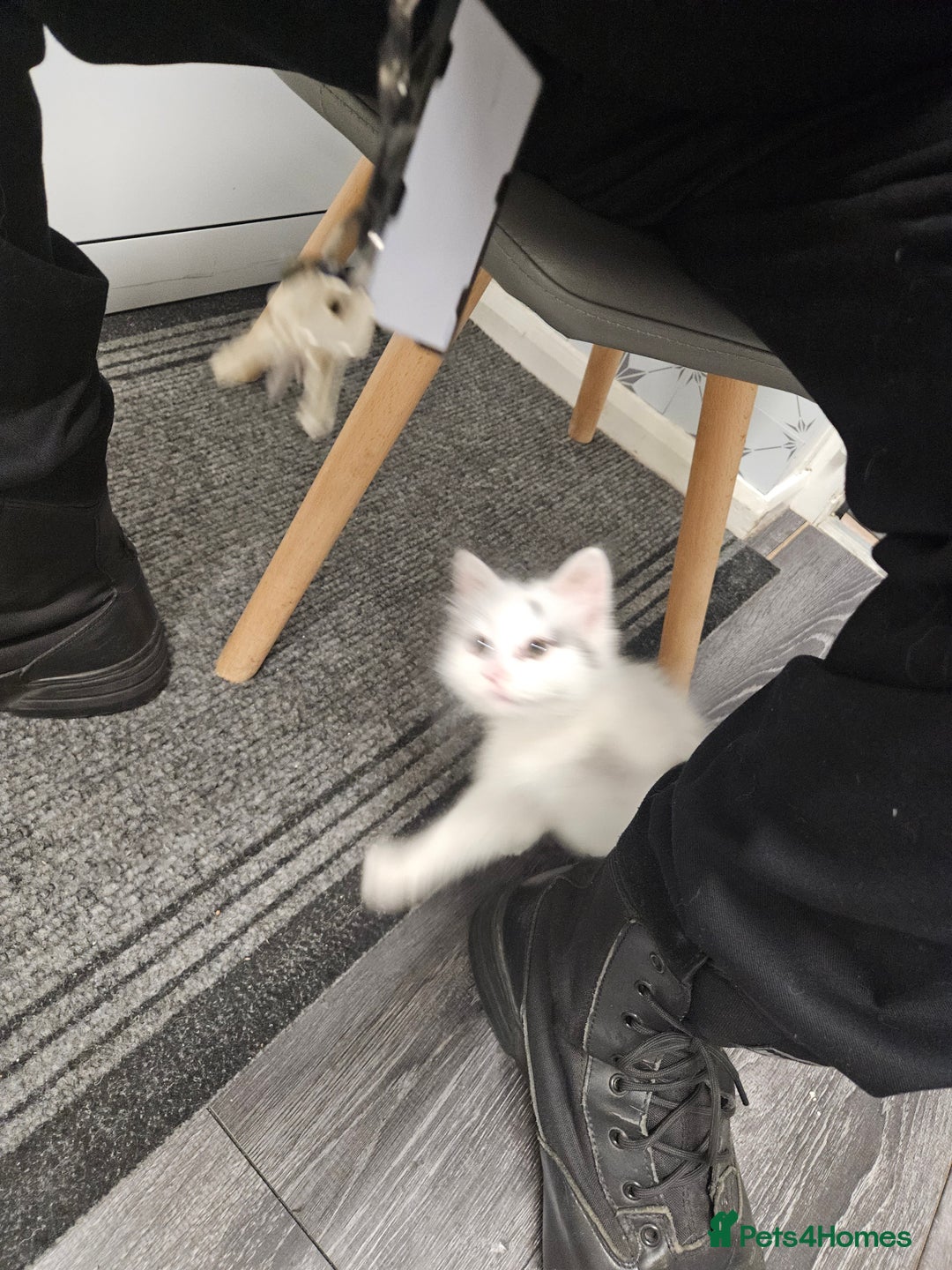 Ragdoll cats for sale: Mixed tabby ragdoll - Image 6