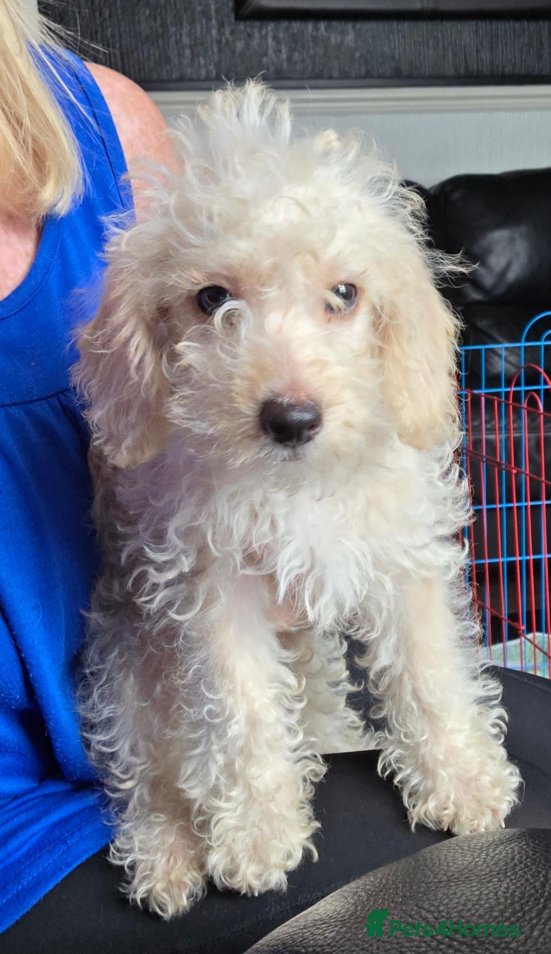 Jackapoo dogs Toy poodle 3/4 puppies  - Advert 4