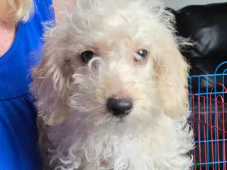 Jackapoo dogs Toy poodle 3/4 puppies - Advert 4