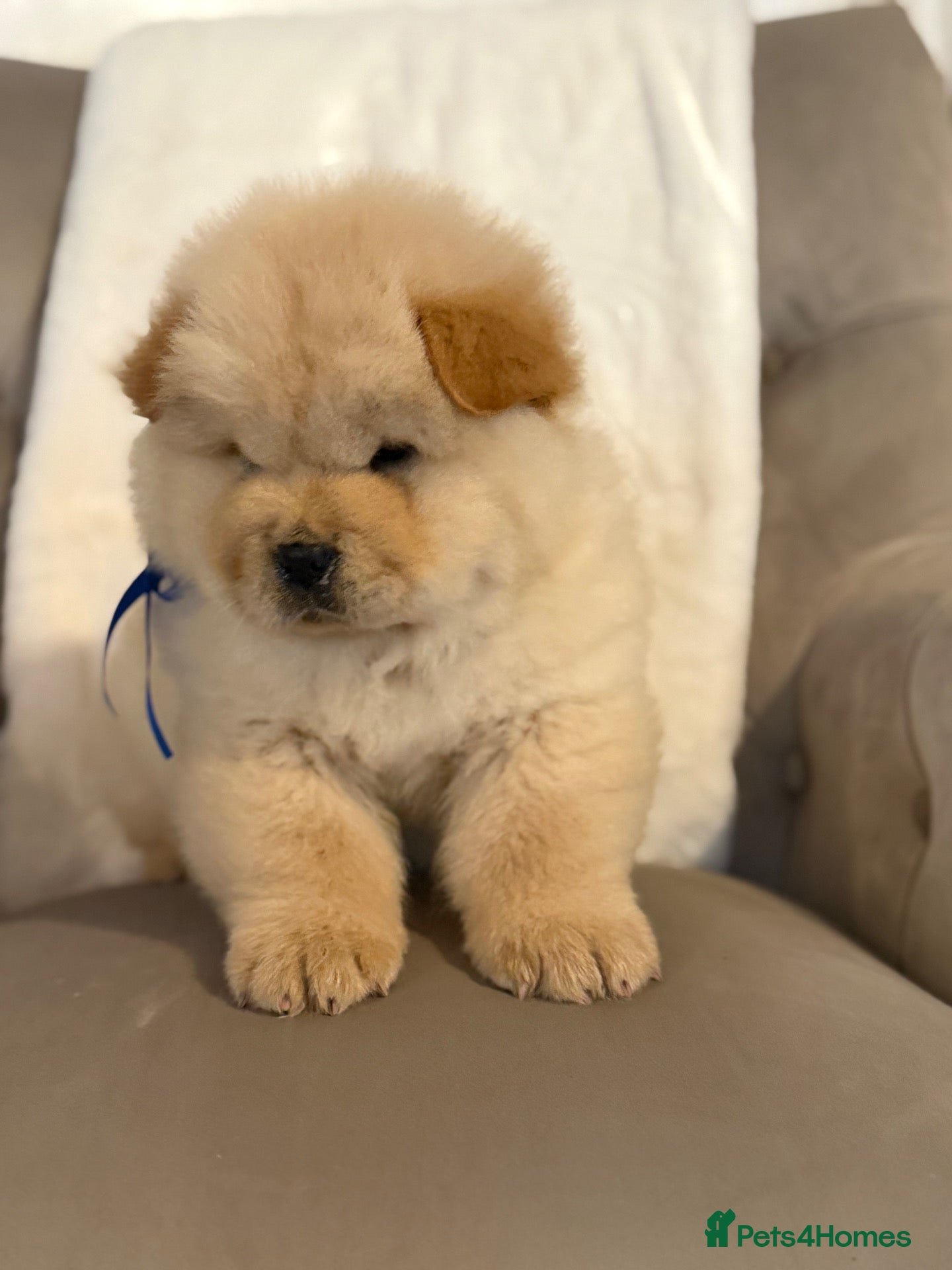 Chow Chow dogs Cream chow chow puppies - Advert 1