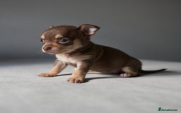 Chihuahua dogs for sale: Micro Chihuahua Puppies - Exceptional Lines - Image 3