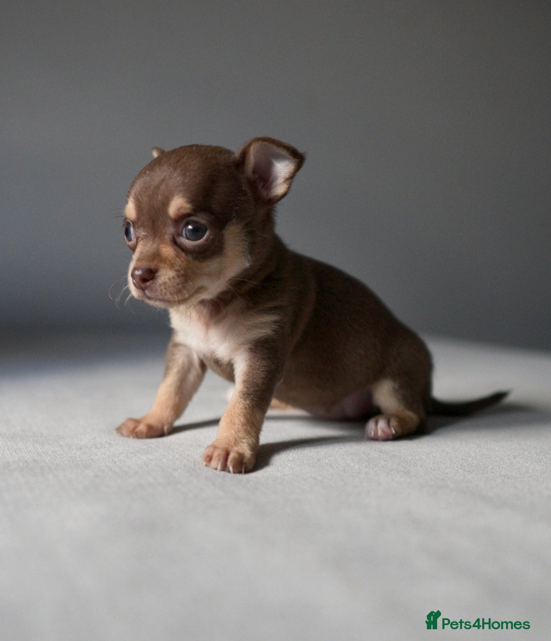 Chihuahua dogs for sale: Micro Chihuahua Puppies - Exceptional Lines - Image 3