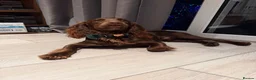 Cocker Spaniel dogs for stud: Working Cocker Spaniel Stud Brown in London - Advert 3